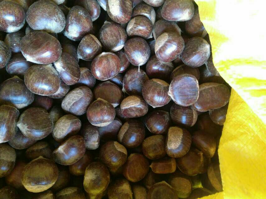 小栗栗子深加工产品展示