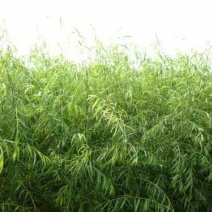 柳树种条2.5~3m