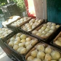 砀山梨300~350g膜袋