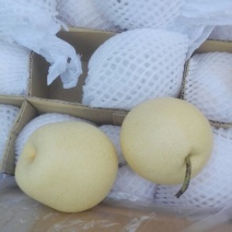 皇冠梨200~250g纸袋