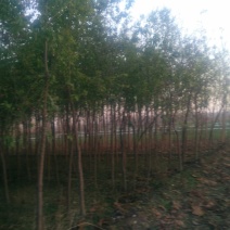 丝绵木10cm以下