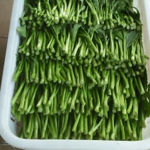蔬菜
