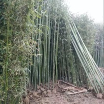 竹子