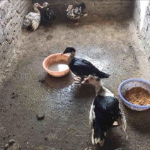 黑鸭