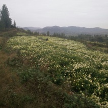 菊花茶