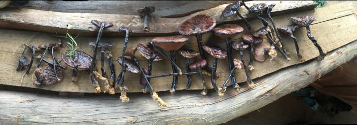 侧柏炭中药材展示图