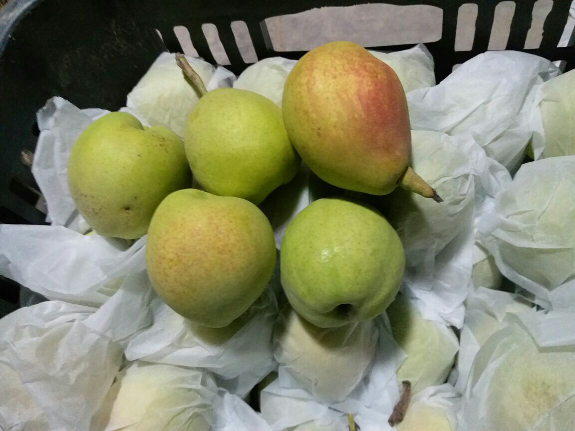 现代化香梨分拣包装车间内景