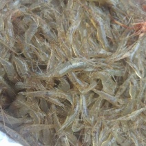 河虾冰鲜虾26~30只/kg