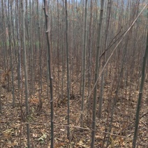 栾树