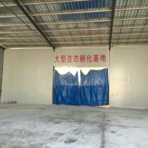 鹅苗250g以下