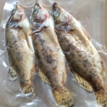 班桂鱼食用冰鲜鱼20~30cm