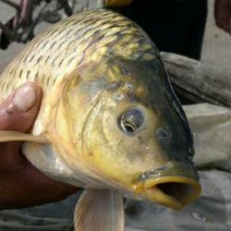 河鲤鱼食用1~2公斤