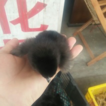 绿壳蛋鸡苗1斤以下