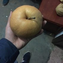 晚秋黄梨