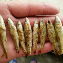 鱼干烤鱼干