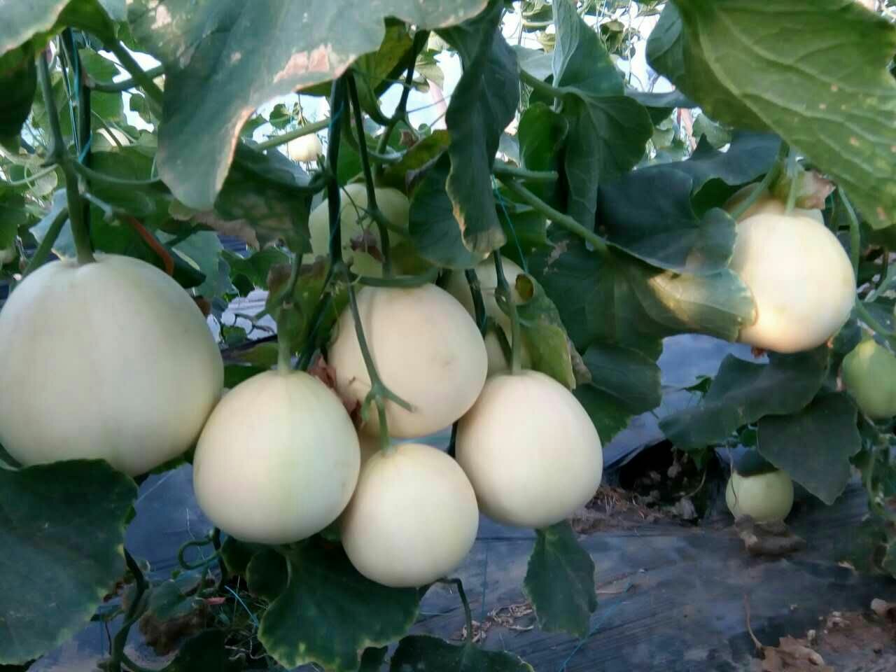风梨甜瓜,脆梨甜瓜,绿瓤甜瓜_大山谷图库