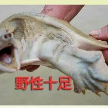 生态甲鱼2.5~3斤