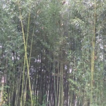 竹子9~10m