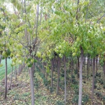 丝绵木201~230cm