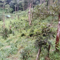 黑茶