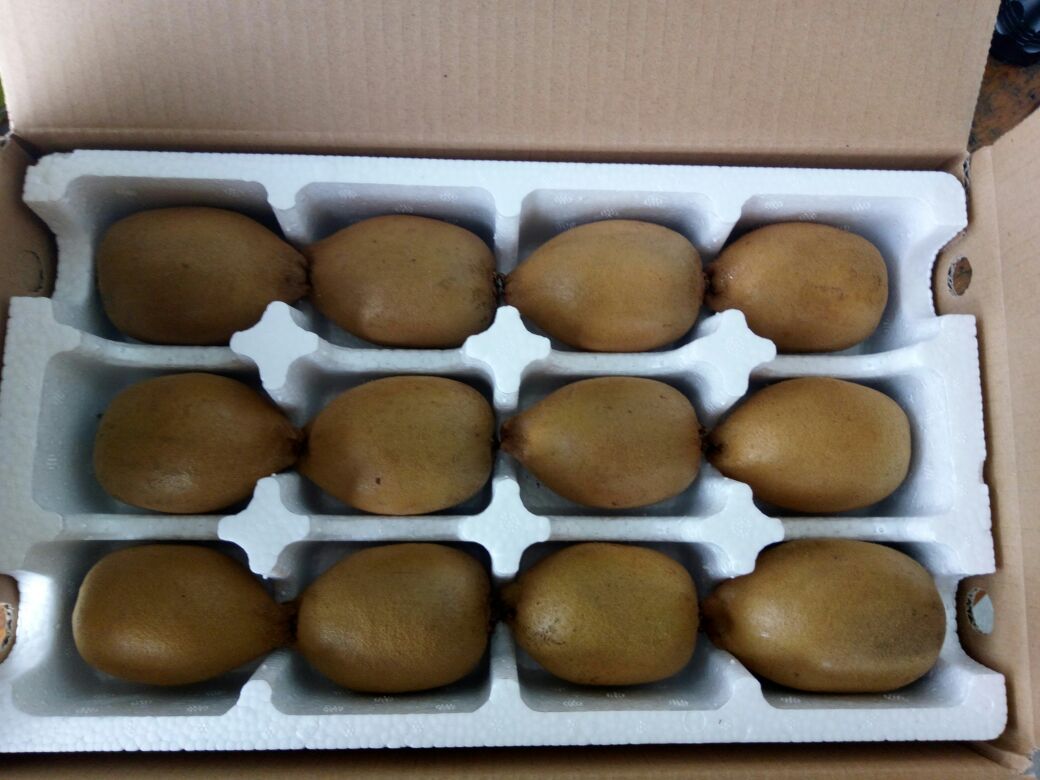 黄心猕猴桃在现代化包装与冷链运输中,确保果实新鲜度和品质 新西兰黄心猕猴桃包装与运输