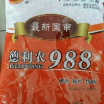玉米种子