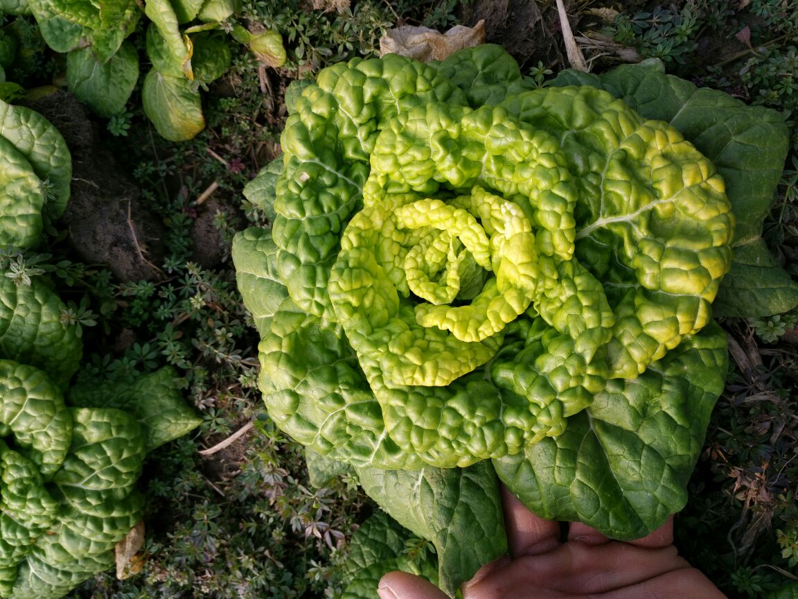春天阳光下的蒿子嫩芽,绿意盎然,生机勃勃 蒿子嫩芽在阳光下生长