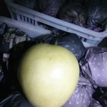 皇冠梨250~300g纸袋