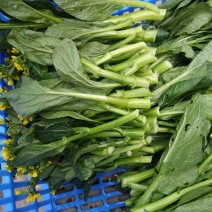 蔬菜