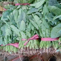 小叶菠菜25~30厘米