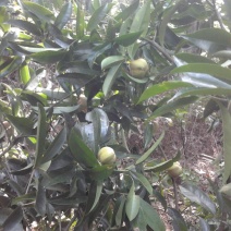 金花茶叶一级