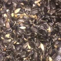 油菜籽1