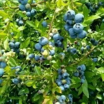 蓝莓鲜果4~6mm以上