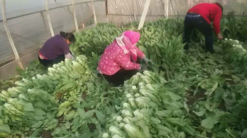 不同季节油麦菜种植温度管理示意图