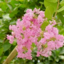 百日红2~4cm1.5~2米1米以下