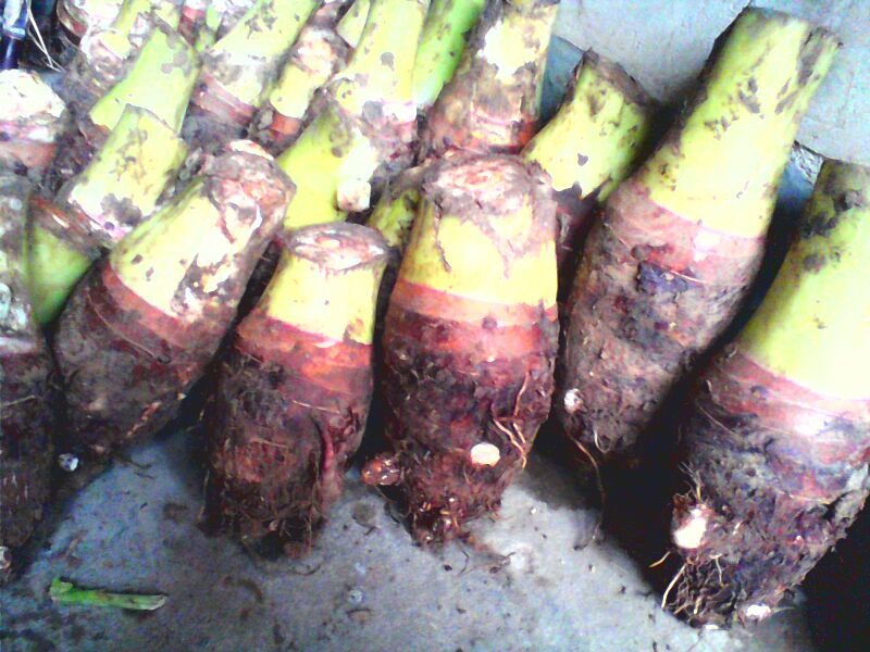 荔浦芋头电商直播销售现场