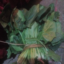 大叶菠菜20~25厘米