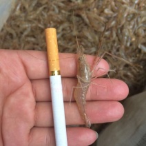 河虾