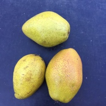 黄金梨