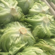 球生菜