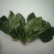 菠菜15~20厘米