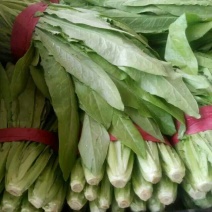 油麦菜20~25厘米以上，一年四季，大量供应