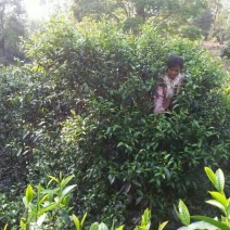 百年大树茶
