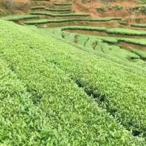 观音茶一级