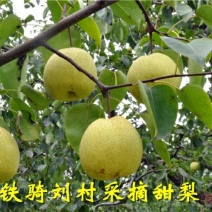 酥梨100~150g光果