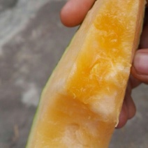 伽师瓜5斤以上长圆形