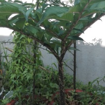魔芋干
