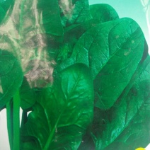 黑叶菠菜20~25厘米