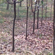 木瓜树261~300cm