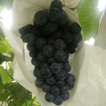 夏黑葡萄苗1年30~50cm